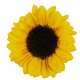MD-SUNYEL