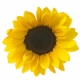 PE-SUNVIN